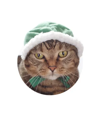 かわいい かわいい ねこずきんちゃん ラインナップ 4