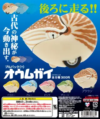 プルバック（？）オウムガイの画像