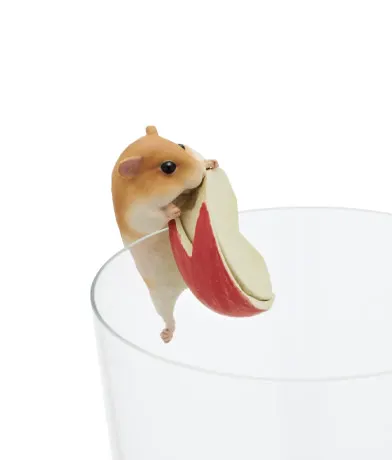 PUTITTO ハムスター ラインナップ 5