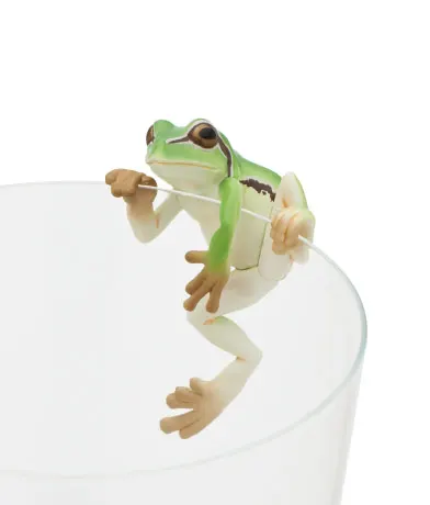 PUTITTO アマガエル ラインナップ 2