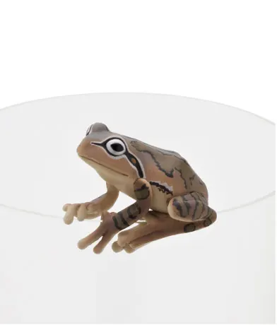 PUTITTO アマガエル ラインナップ 6