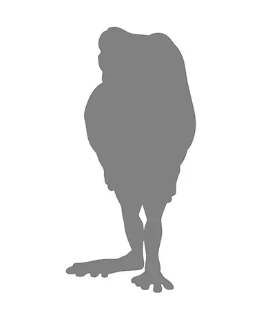 並べ隊 整列アマガエル ラインナップ 6