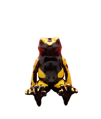 座る蛙（ヤドクガエル） ラインナップ 2