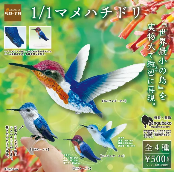 1/1 マメハチドリ(画像)