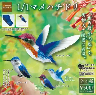 1/1 マメハチドリの画像