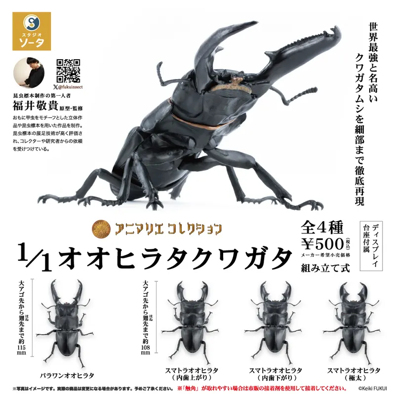 1/1 オオヒラタクワガタ(画像)