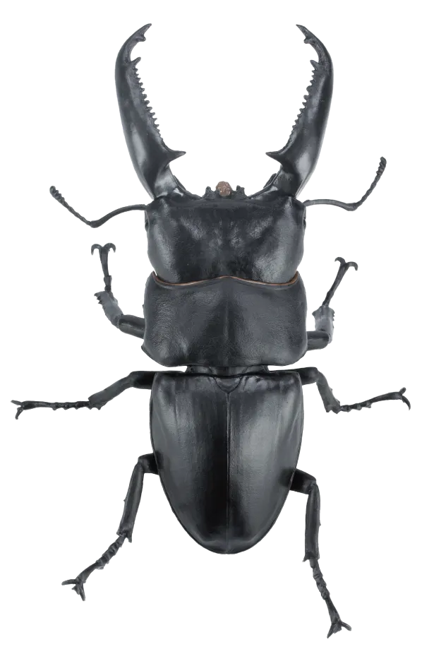 1/1 オオヒラタクワガタ ラインナップ 2