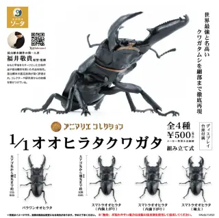 1/1 オオヒラタクワガタの画像