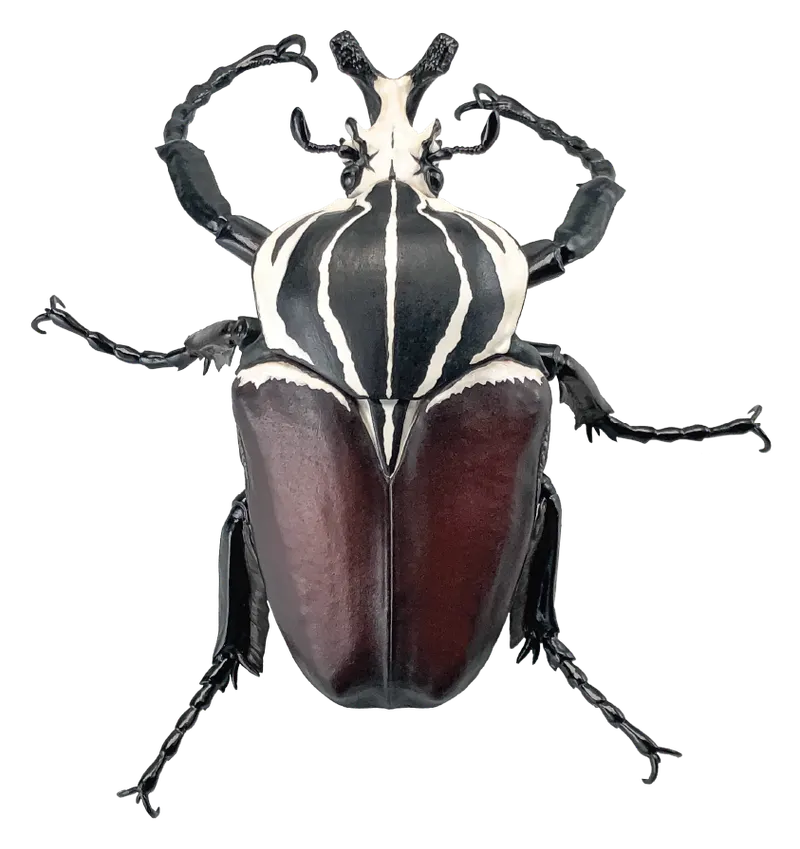 1/1ゴライアスオオツノハナムグリ ラインナップ 2