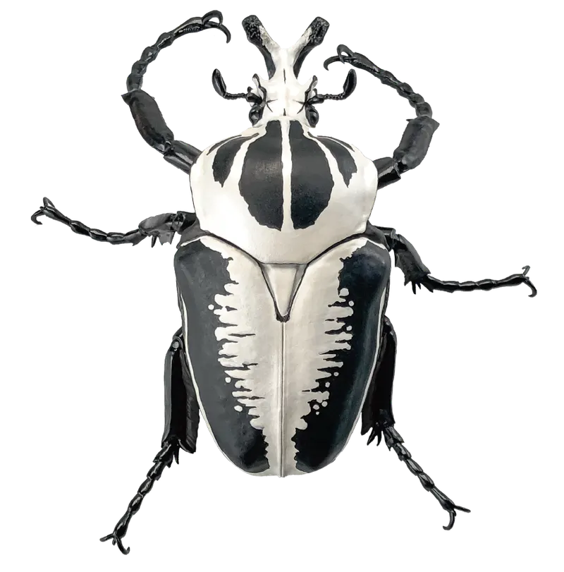 1/1ゴライアスオオツノハナムグリ ラインナップ 4