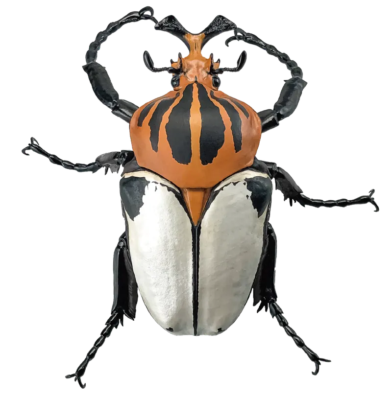 1/1ゴライアスオオツノハナムグリ ラインナップ 5