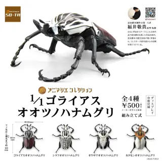 1/1ゴライアスオオツノハナムグリの画像