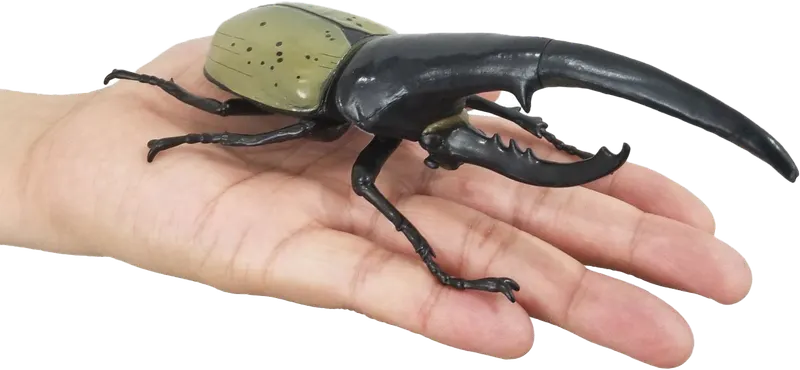 1/1 ヘラクレスオオカブト ラインナップ 2