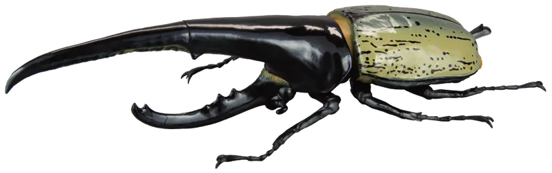 1/1ヘラクレスオオカブトver2.0 ラインナップ 2