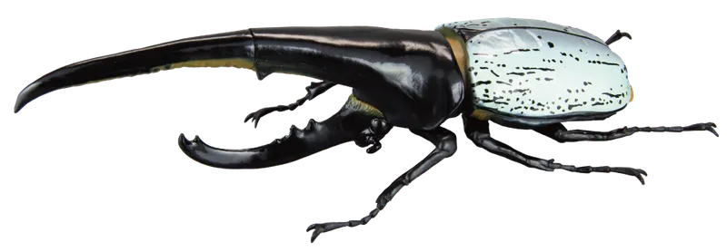 1/1ヘラクレスオオカブトver2.0 ラインナップ 4