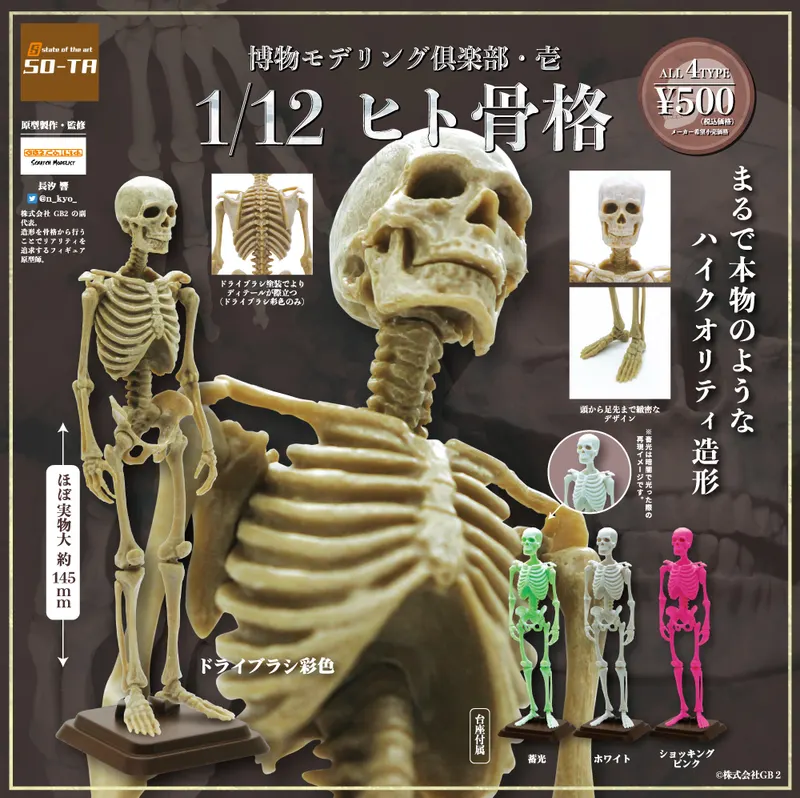 博物モデリング俱楽部・壱 1/12 ヒト骨格(画像)
