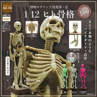博物モデリング俱楽部・壱 1/12 ヒト骨格の画像