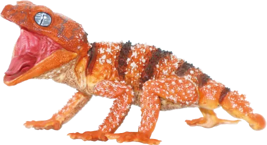 1/1 オニタマオヤモリ&アルマジロトカゲ ラインナップ 2