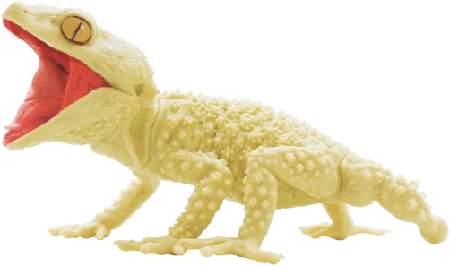 1/1 オニタマオヤモリ&アルマジロトカゲ ラインナップ 3