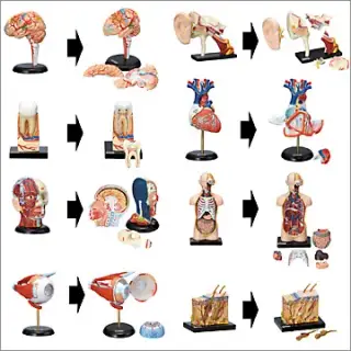 原色人体解剖図鑑の画像