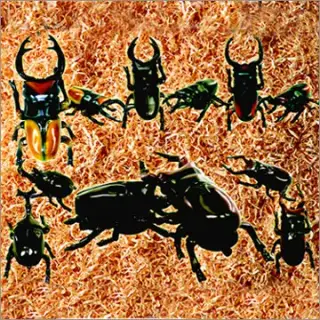 甲虫記神 ＜クワガタ編＞の画像