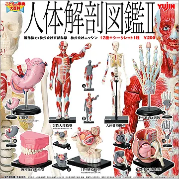 こどもの事典大百科 人体解剖図鑑2(画像)