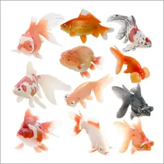 原色観賞魚図鑑 Ⅰの画像