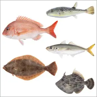原色?!空気模型図鑑 【海水魚版】の画像