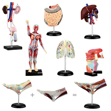 立体カプセル百科事典 人体解剖図鑑Ⅲ(画像)