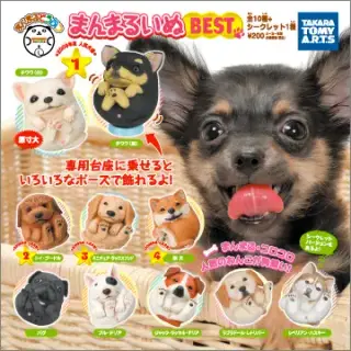 まんまるどうぶつ まんまるいぬBESTの画像